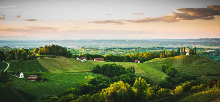 Österreichische Weingärten in der Südsteiermark im Sulztal bei Leibnitz